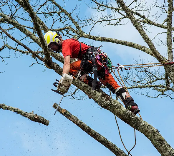 Tree Services